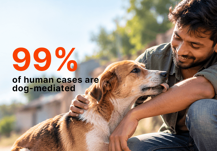 A man petting a dog. 99% of human cases are dog-mediated.